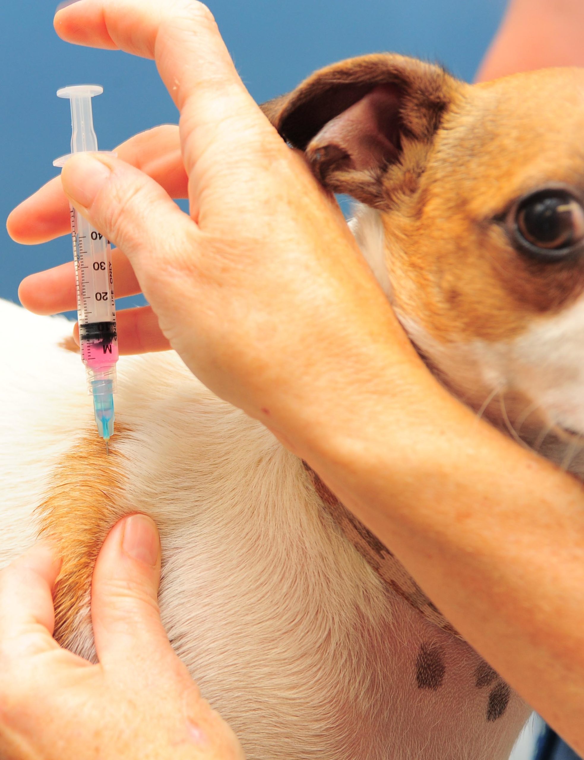 Rabies Preventive Medicine Tucson Animal Clinic